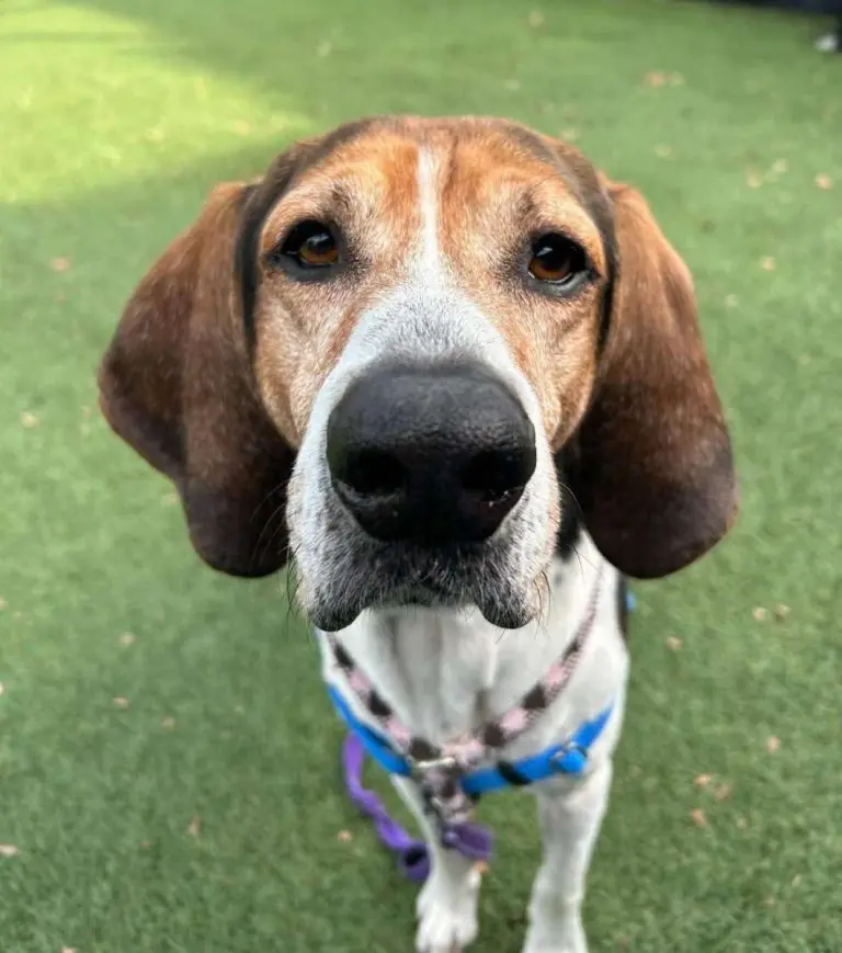 Local Fund Is Helping Pets Thrive